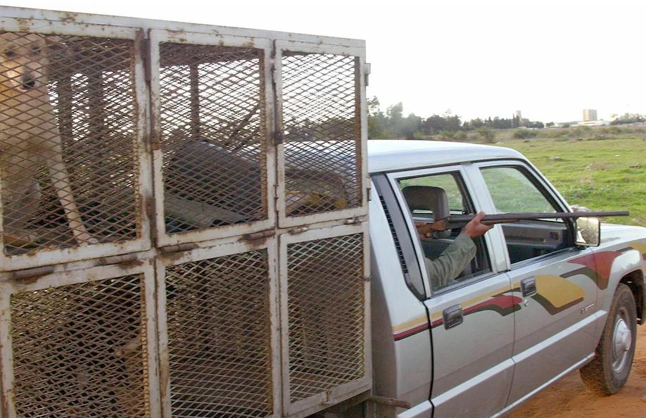 テレグラフ：ワールドカップの準備中、モロッコで野良犬が大規模に殺処分され、各界から不満の声が上がっている